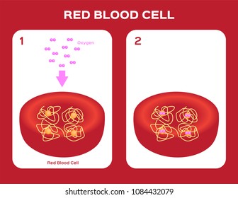 Structure of the haemoglobin ( hemoglobin ) molecule , heme groups and iron atoms. red blood cell and oxygen vector
