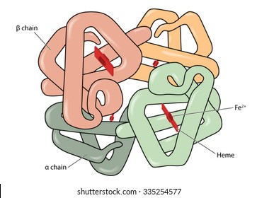 Structure Of The Haemoglobin (hemoglobin) Molecule Showing Alpha And Beta Chains, Heme Groups And Iron Atoms.