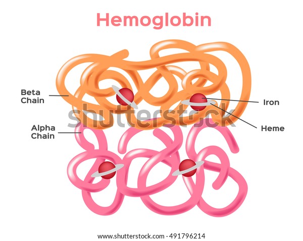 Structure Haemoglobin Hemoglobin Molecule Showing Alpha Stock Vector ...