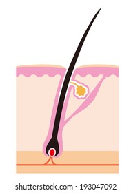 Structure of hair 