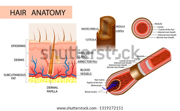 Structure Hair Anatomical Illustration Hair Bulb 库存矢量图 免版税 1319272151