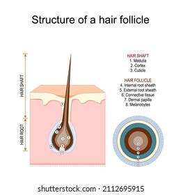 Structure Of A Hair Follicle. Anatomy Of Hair Shaft. Hair Root With Dermal Papilla. Vector Illustration 