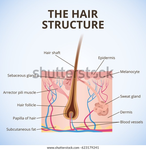 毛髪の構造 毛包 毛包 汗 皮脂腺の構造のイラスト のベクター画像素材 ロイヤリティフリー
