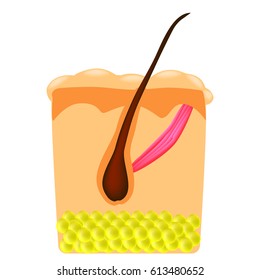 The structure of the hair. Infographics. Vector illustration on isolated background.
