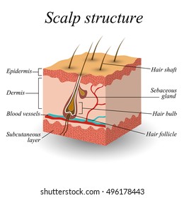 The structure of the hair scalp, anatomical training poster. Vector illustration.