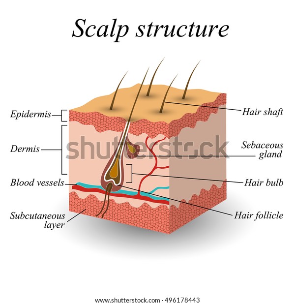The structure of the hair scalp, anatomical\
training poster. Vector\
illustration.
