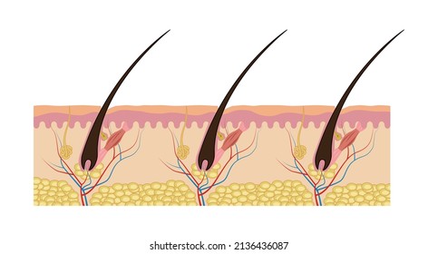 The structure of the hair. The scheme of the structure of the hair. Vector illustration isolated on a white background for design and web.