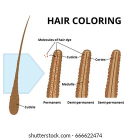 1,796 Hair Structure Diagram Images, Stock Photos & Vectors | Shutterstock