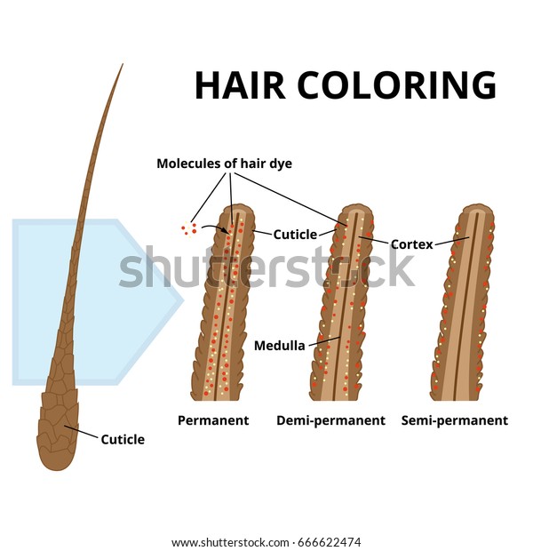 Structure Hair Section Hair Coloring Permanent Royalty Free