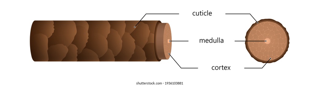 Strukturhaare in Sektion unter Mikroskop-Illustration. Braune oberflächliche Skalen mit Talgkugeln und Nervenendlingen mit zellulären Vektorfasern.