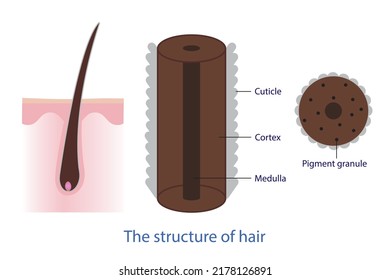 The Structure Of Hair Vector Isolated On White Background. Cross Section Showing The Layer Of Hair Shaft, Cuticle, Medulla, Pigment Granule And Cortex. Hair Anatomy Illustration.