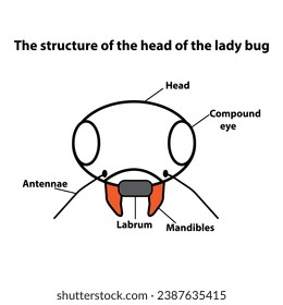 The structure of the head of the lady bug