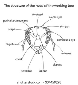 The structure of the head of the working bee. Beekeeping infographics.