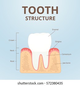 structure of a healthy human tooth, molars scheme