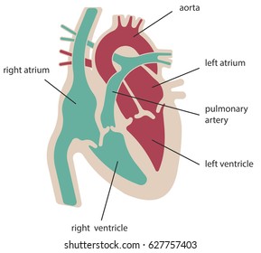 The structure of the heart. Flat illustration