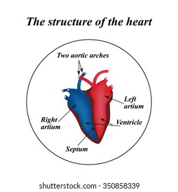 The structure of the heart. Infographics. Vector illustration.