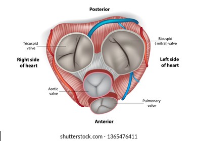 Structure of the heart valves. Mitral valve, pulmonary valve, aortic valve and the tricuspid valve.