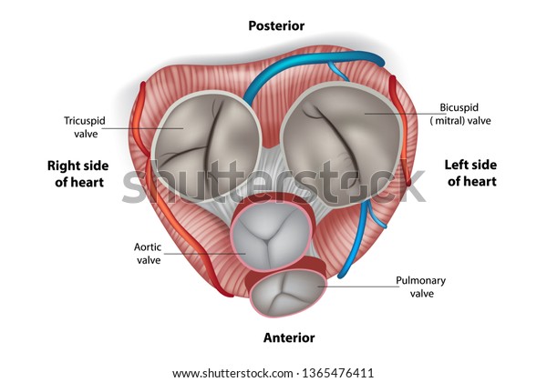Structure of the heart valves.\
Mitral valve, pulmonary valve, aortic valve and the tricuspid\
valve.