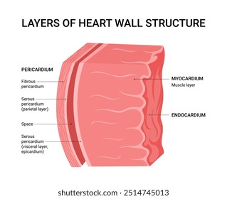 Structure of the Heart Wall Layers