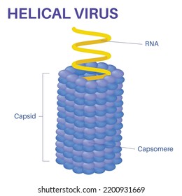 Structure Of The Helical Virus