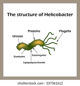 The structure of Helicobacter pylori. Infographics. Vector illustration.