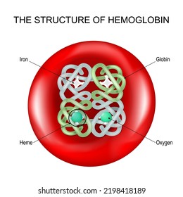 Structure of hemoglobin into a Red blood cell. haemoglobin molecule with a Heme group. Vector poster