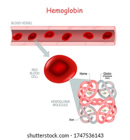 Structure Of The Hemoglobin Molecule.  Blood Vessel And Close-up Of Red Blood Cell. Showing Alpha And Beta Chains, Heme Groups And Iron Atoms. Vector Medical Icon.