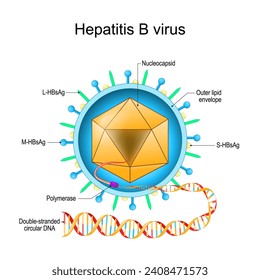 Struktur des Hepatitis-B-Virus. Virion-Anatomie. Infektionskrankheit der Leber, verursacht durch HBV. Virale Hepatitis. Vektorgrafik