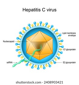 Structure of Hepatitis C virus. Virion anatomy. Infectious disease of the liver caused by HCV. Viral hepatitis. Vector diagram