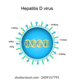 Struktur des Hepatitis-D-Virus. Virion-Anatomie. Infektionskrankheit der Leber, verursacht durch HDV. Virale Hepatitis. Vektorgrafik