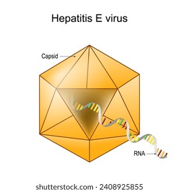 Structure of Hepatitis E virus. Virion anatomy. Infectious disease of the liver caused by HEV. Viral hepatitis. Vector diagram