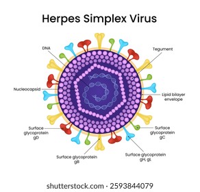 Structure of Herpes Simplex Virus