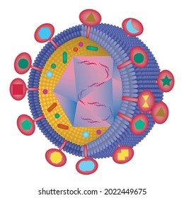 The structure of the herpes virus. Bacteria in a section with an indication of the composition and nucleus. Transmembrane glycoprotein. Vector medical illustration