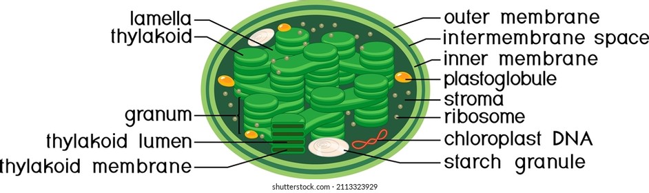 Structure of higher-plant chloroplast isolated on white background