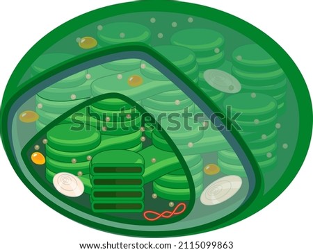 Structure of higher-plant chloroplast isolated on white background Stock photo © 