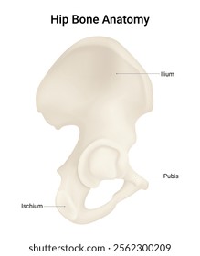 Structure of Hip Bone Anatomy