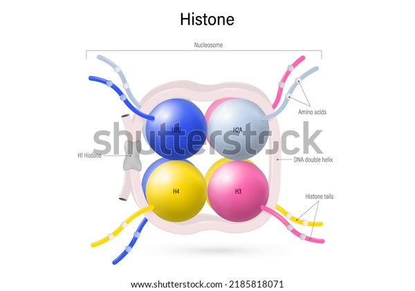 Structure of Histone protein.  8
histone proteins (H2A, H2B, H3, and H4) core.
Nucleosome.