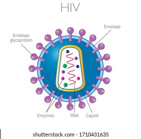 Hiv Structure Images Stock Photos Vectors Shutterstock