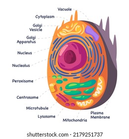 Structure human animal cell anatomy diagram of mitochondion to nucleus cellular biology vector drawing illustration