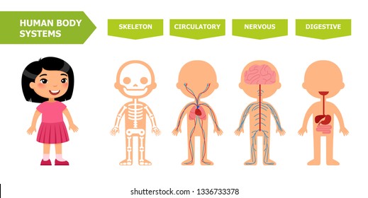 human body systems for kids human anatomy