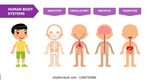 The structure of the human body - anatomy for children.
Systems: skeletal, circulatory, nervous, digestive.
Cartoon vector illustration.
Card for teaching aid. For use in animation, applications