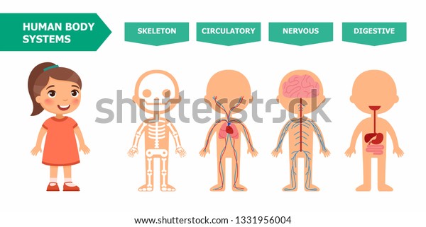 Structure Human Body Anatomy Children Systems Stock Vector (Royalty ...