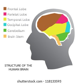 Structure of the Human Brain