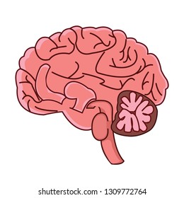 Structure of human brain anatomy vector illustration.Cross section human brain