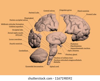 Structure of the human brain. The brain is divided into parts, each part with the name .Vector illustration.