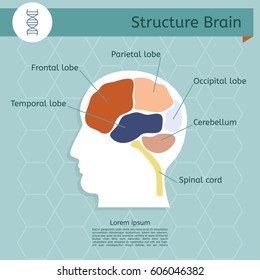 Structure of human brain. Flat style. Vector illustration.