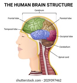 structure of the human brain, lobes cerebral, location of the brain in the head of a man, realistic medical illustration side view