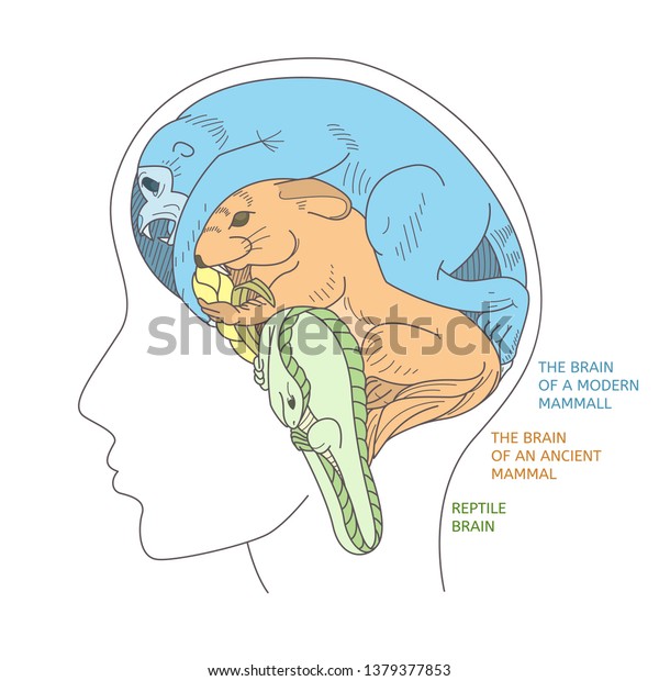The structure of the
human brain as a result of evolution. Visual representation of the
brain in the form of animals: reptiles, an ancient mammal and a
modern mammal.