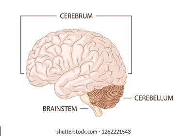 Structure of human brain schematic vector illustration. Medical science educational illustration.