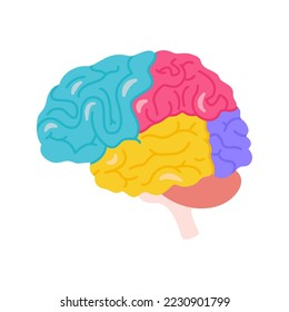 Structure of human brain schematic vector illustration. Medical science educational illustration